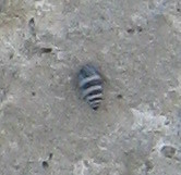 Chondrina