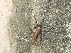 Toxorhynchites splendens