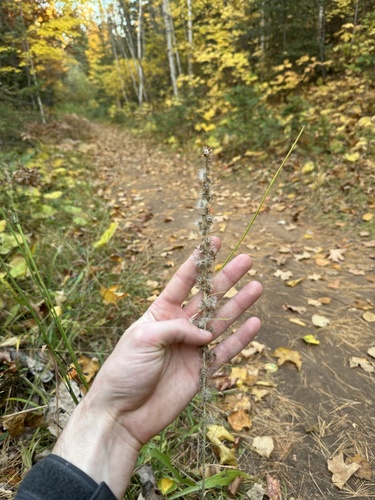 Omalotheca sylvatica iNat (3)