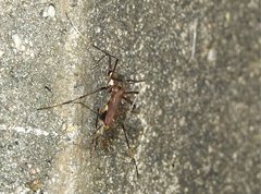 Toxorhynchites splendens