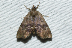 Cutina aluticolor