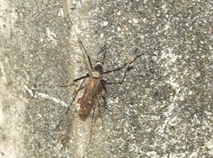 Toxorhynchites splendens