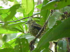 Ampelioides tschudii