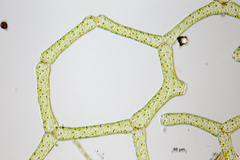 Hydrodictyon reticulatum