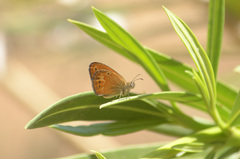 Coenonympha corinna