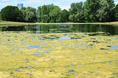 Hydrodictyon reticulatum