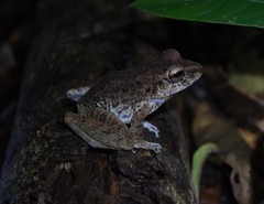 Craugastor fitzingeri