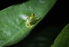 Cochranella granulosa