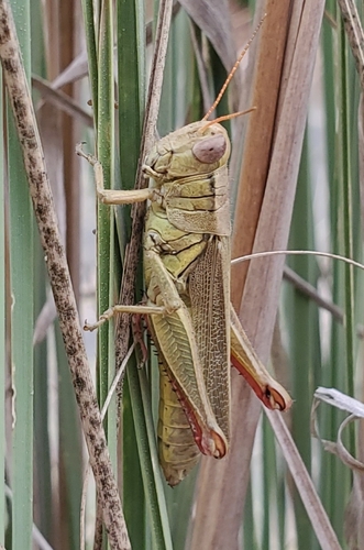 Yarrow's Grasshopper photo 3