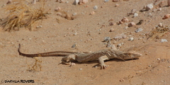Varanus griseus griseus