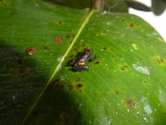 Pristimantis luteolateralis