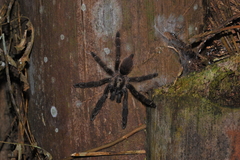 Psalmopoeus