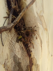 Nannotrigona testaceicornis