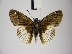 Abantis efulensis