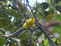 Myioborus melanocephalus
