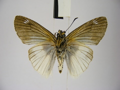 Abantis efulensis