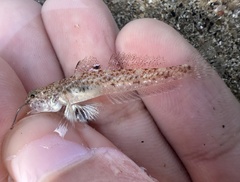 Vanishing Silhouette Goby photo 3