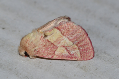 Hyparpax aurora