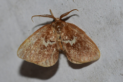 Monoleuca semifascia