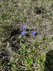 Gentiana arisanensis