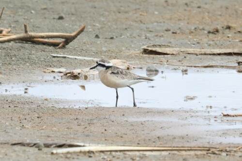 Kittlitz's Plover (Anarhynchus pecuarius), photo 7