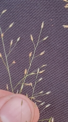 Eragrostis intermedia