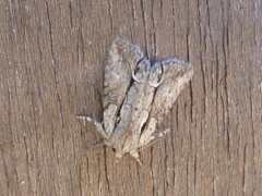 Bryophila raptricula