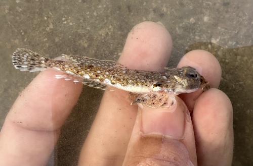 Rode Zee-pitvis (Callionymus erythraeus) — Callionymidae — 2