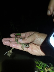 Glandirana emeljanovi