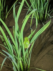 Hyla japonica