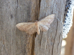 Idaea infirmaria