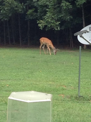 Odocoileus virginianus virginianus
