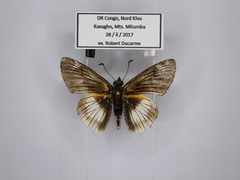 Abantis efulensis