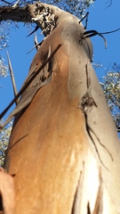 Eucalyptus froggattii