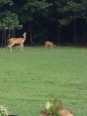 Odocoileus virginianus virginianus