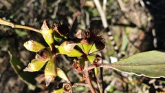 Eucalyptus froggattii