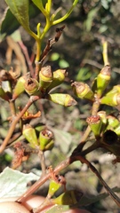 Eucalyptus froggattii
