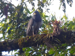 Morphnarchus princeps