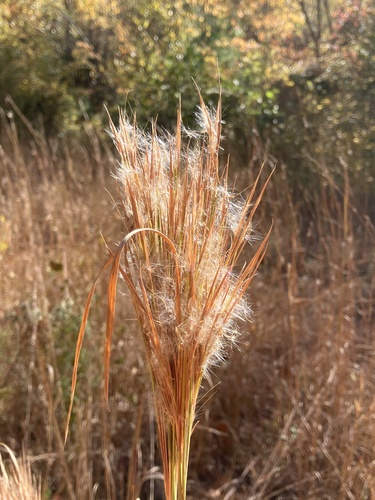 Andropogon glomeratus iNat (1)