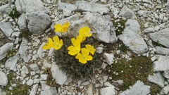 Papaver alpinum