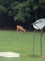 Odocoileus virginianus virginianus