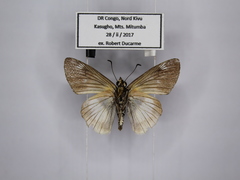 Abantis efulensis