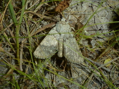 Agrotis simplonia