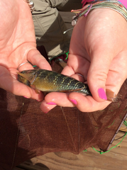 Dormitator maculatus