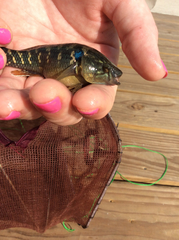 Dormitator maculatus