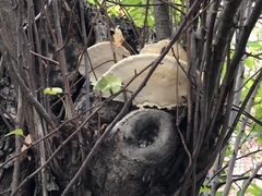 Bondarzewia berkeleyi