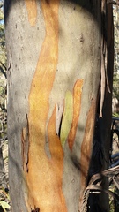 Eucalyptus froggattii