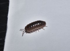 Armadillidium marmoratum