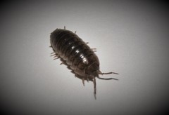 Armadillidium marmoratum