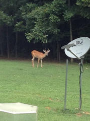 Odocoileus virginianus virginianus